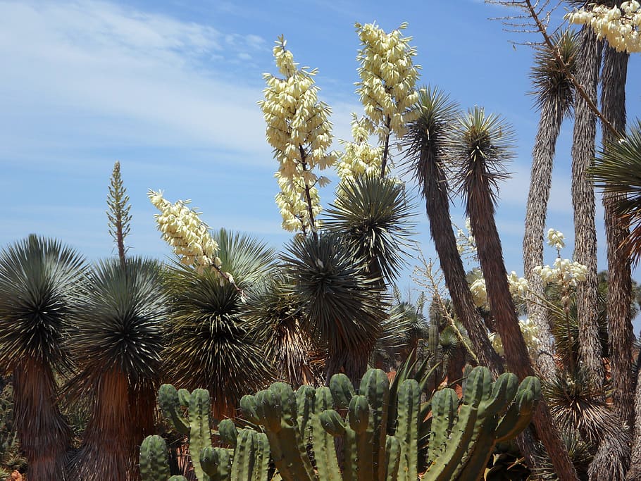 Yucca Palm, Flora, Plant, Blossom, bloom, lily family, flowers, HD wallpaper