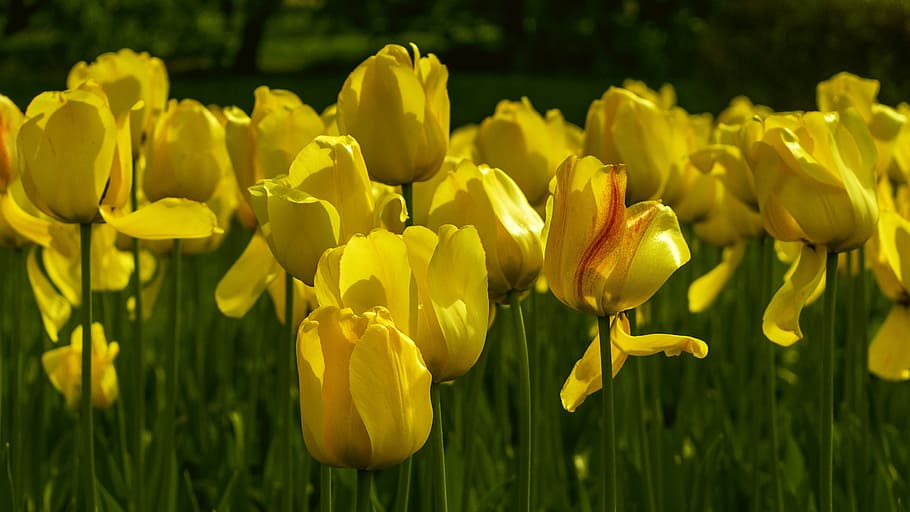 flowers, tulips, yellow, spring, handsomely, spring flowers, HD wallpaper