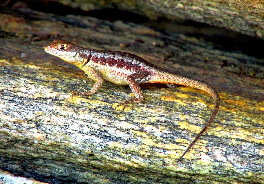 lizard, animal, nature, one animal, animal themes, animals in the wild HD wallpaper