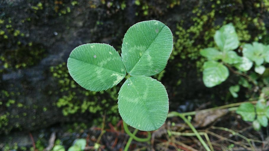 Clover, Lonely, Stubborn, Growth, stubborn growth, nature, leaf, HD wallpaper