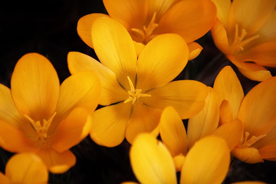 Crocus, Flower, Spring, Blossom, Bloom, yellow, farbenpracht HD wallpaper