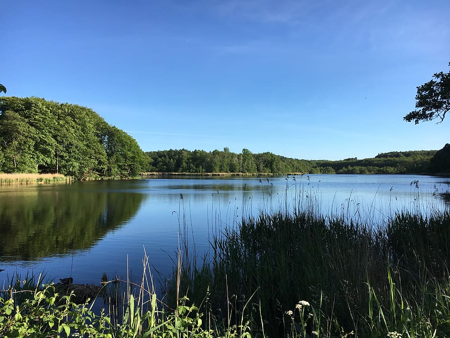 waters, nature, reflection, lake, plant, sky, tranquility, tranquil scene HD wallpaper
