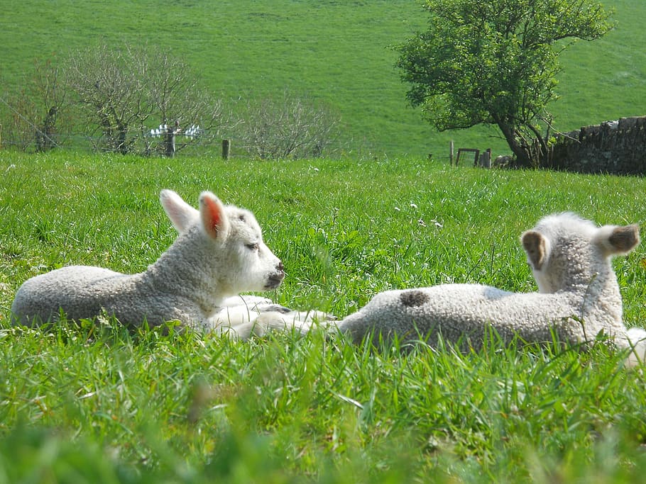 Lamb, Spring, Easter, Sheep, Pets, White, innocent, four-legged HD wallpaper