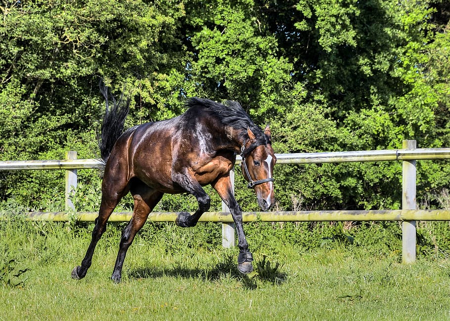 brown horse running on grass, paddock, animal, nature, plant HD wallpaper