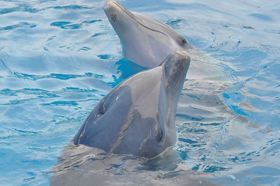 dolphin, water, blue, pool, blue water, animal, animal themes HD wallpaper