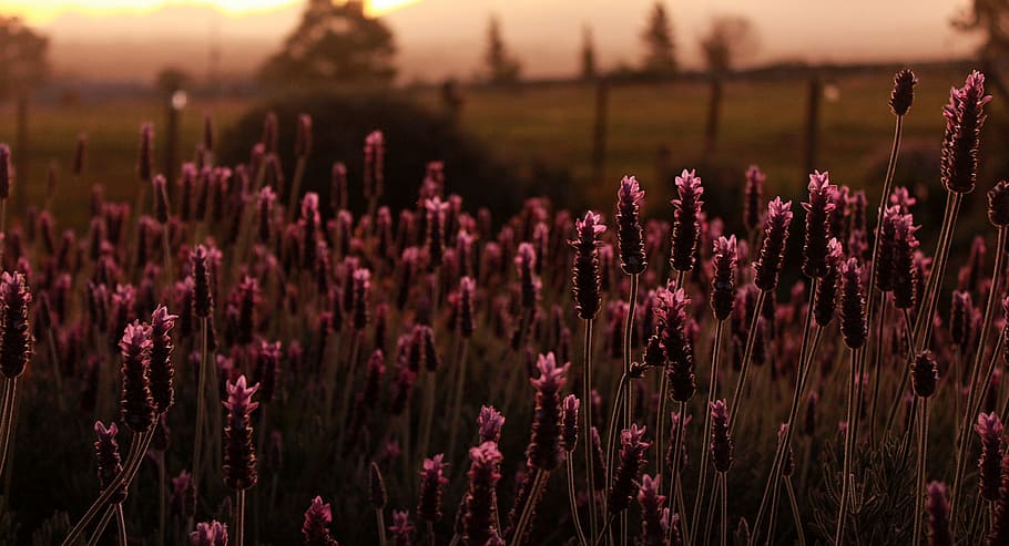 Evening, Nature, Lavender, Bush, Plant, purple, sunset, south africa HD wallpaper