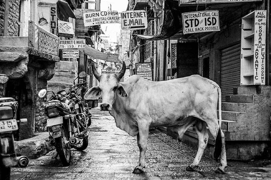 grayscale photo of cow standing near building and motorcycle HD wallpaper