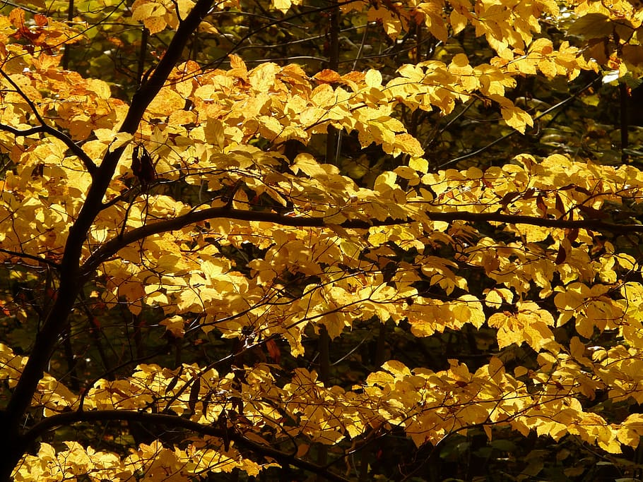 beech, fagus sylvatica, forest, golden autumn, golden october HD wallpaper