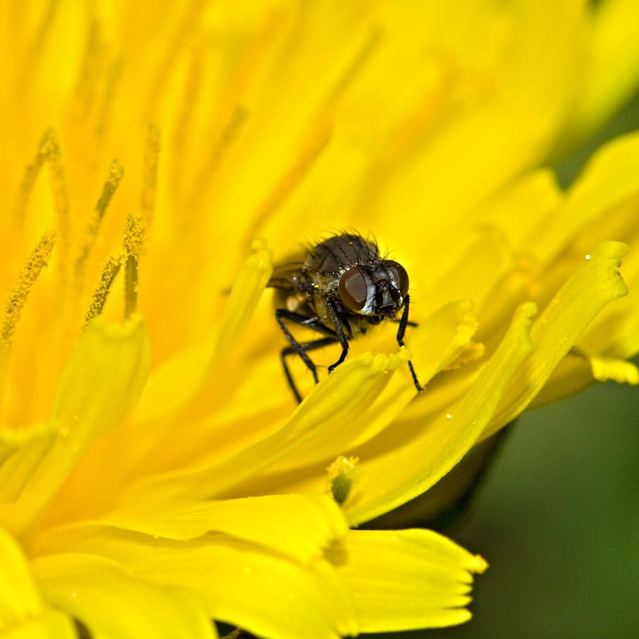 flower, yellow, petals, macro, floral, fresh, insect, nature HD wallpaper
