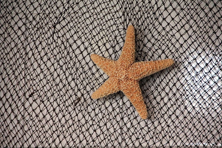 Network, Starfish, Sea, star shape, one animal, sea life, no people HD wallpaper