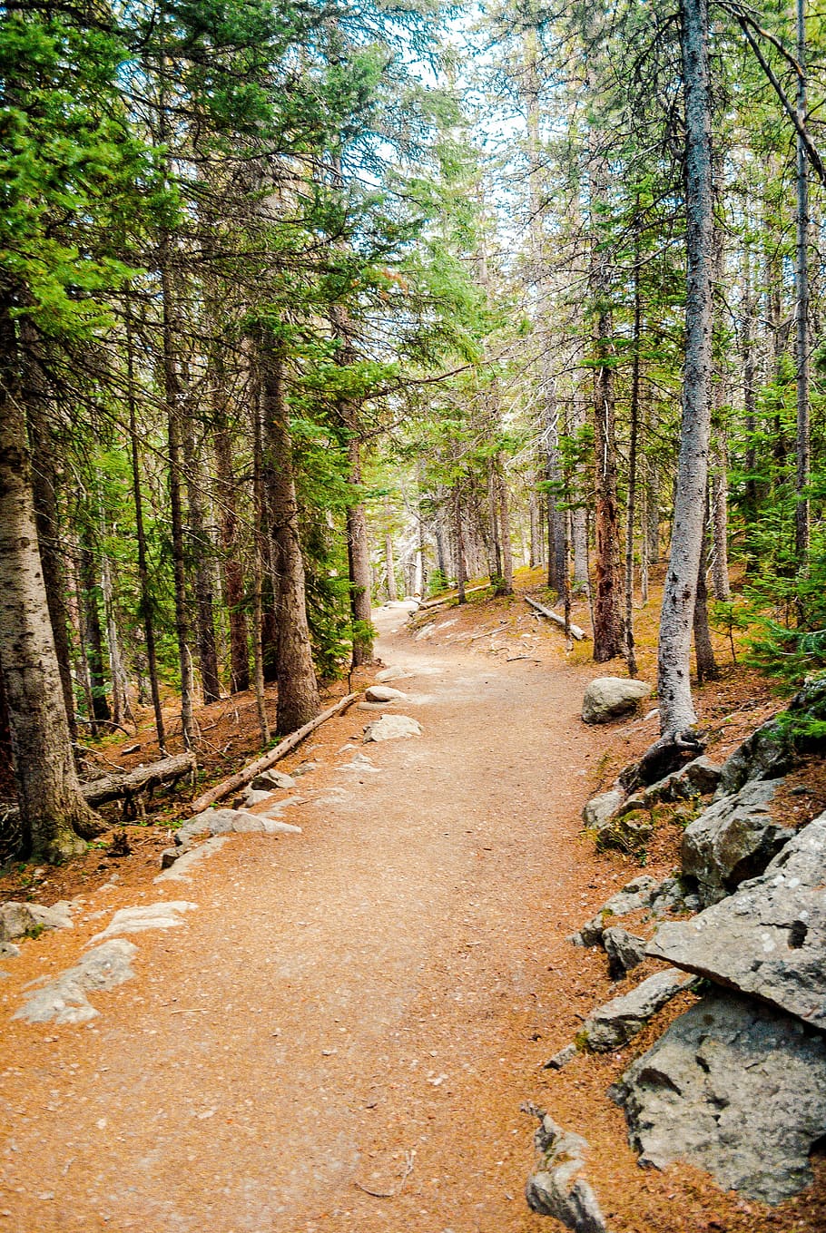 trail, nature, path, forest, tree, woodland, outdoors, landscape HD wallpaper
