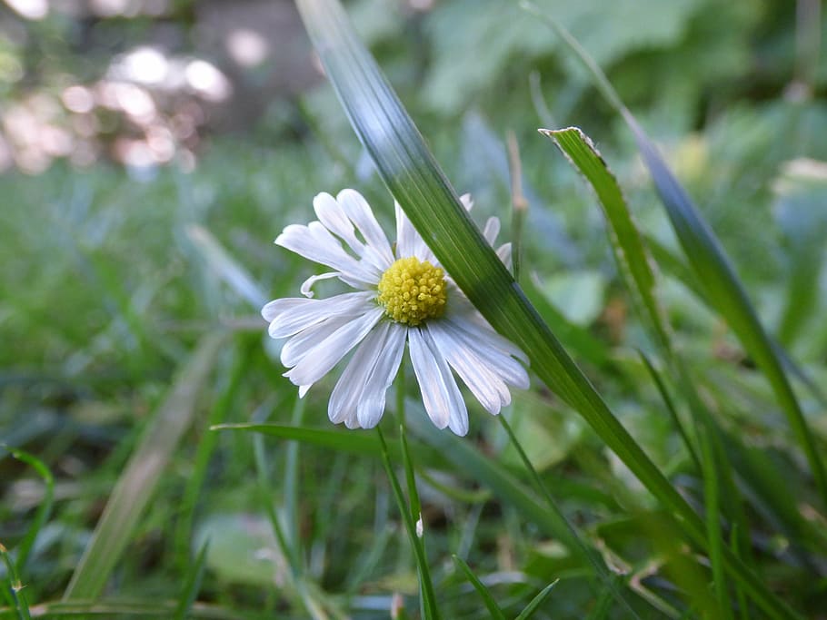 daisy, grass, flower, green, garden, nature, out, vegetation HD wallpaper