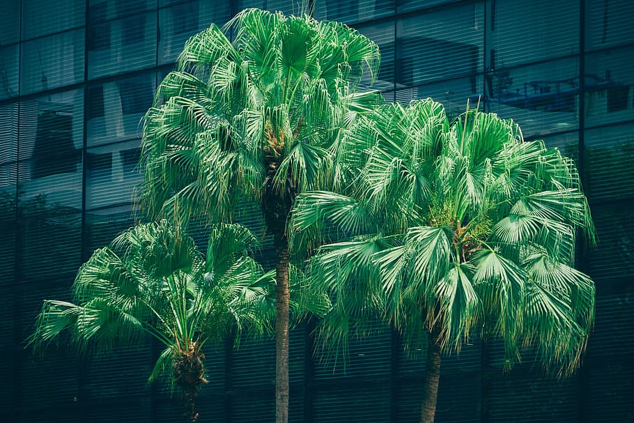 building, trees, metal, glass, architecture, colors, design, exterior HD wallpaper