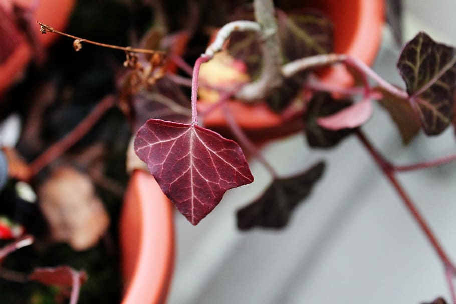 ivy, deep red, ivy geranium, leaf, nature, plant, close-up HD wallpaper