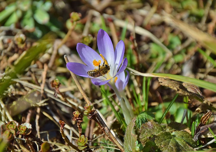 crocus, bee, korkus bee, spring, flower bee, flowering plant HD wallpaper