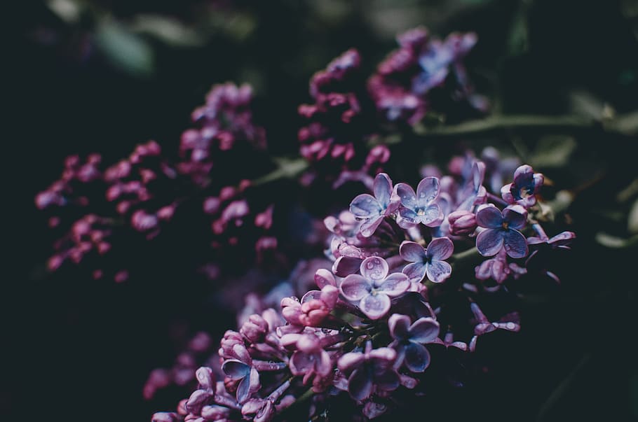 purple flower photography, pink flowers macro photography, nature HD wallpaper