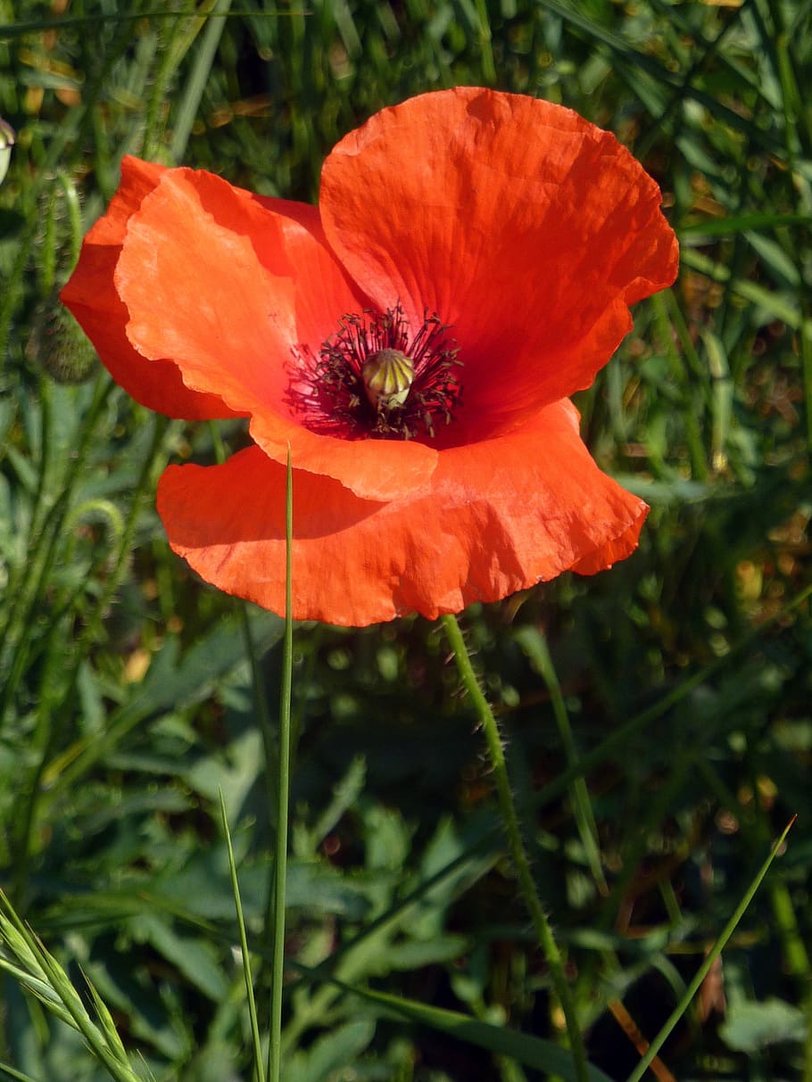 flower, poppy, nature, fields, red, country, petals, flowering HD wallpaper
