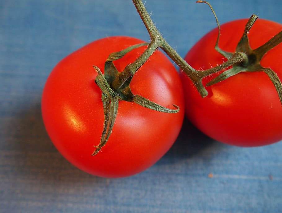 tomato, fruit, red, vegetables, nutrition, vegetarian, nachtschattengewächs HD wallpaper