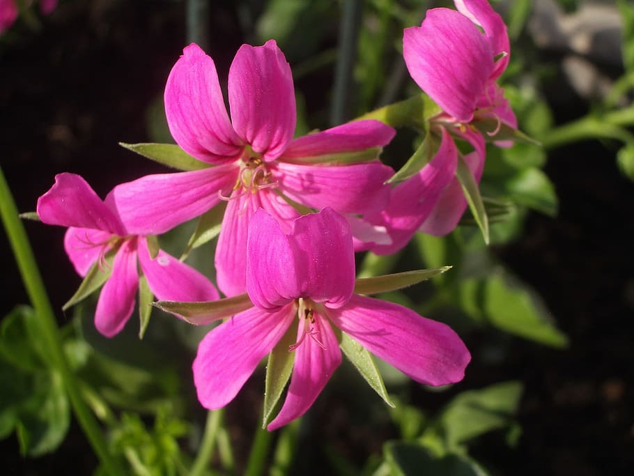 Flower, Geranium, Pink, pink flower, pink color, fragility HD wallpaper