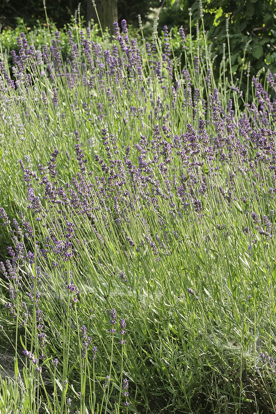 meadow, grass, spring, flowers, grasses, nature, green, blade of grass HD wallpaper