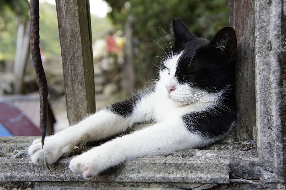 selective focus of cat leaning on window, windows, sleeping their palate HD wallpaper