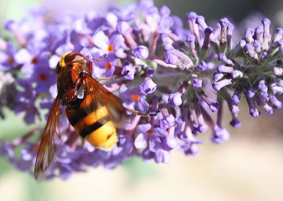 Bee, Flower, Insect, Honeybee, Pollen, pollinate, purple, fragility HD wallpaper