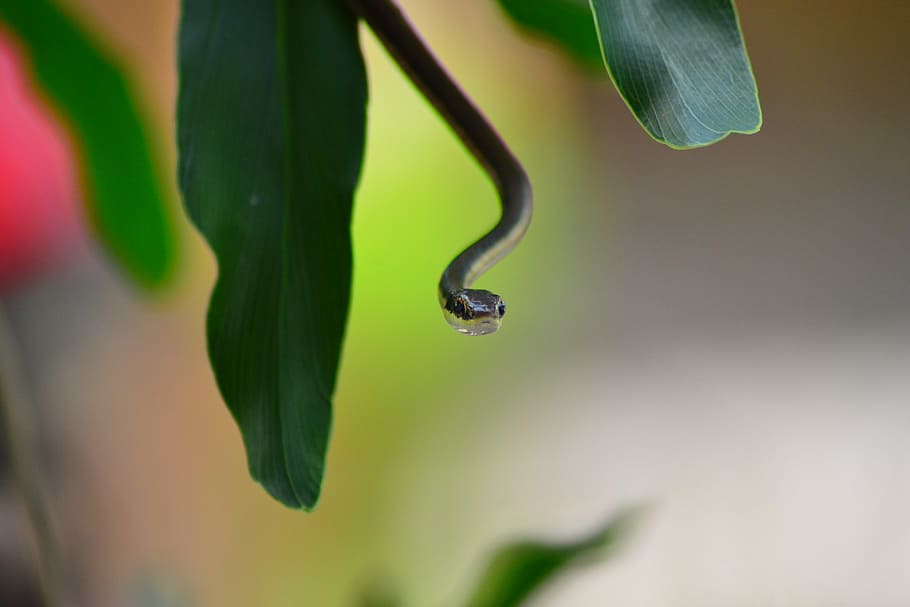 low, brown, steady, plant, close-up, nature, no people, plant part HD wallpaper