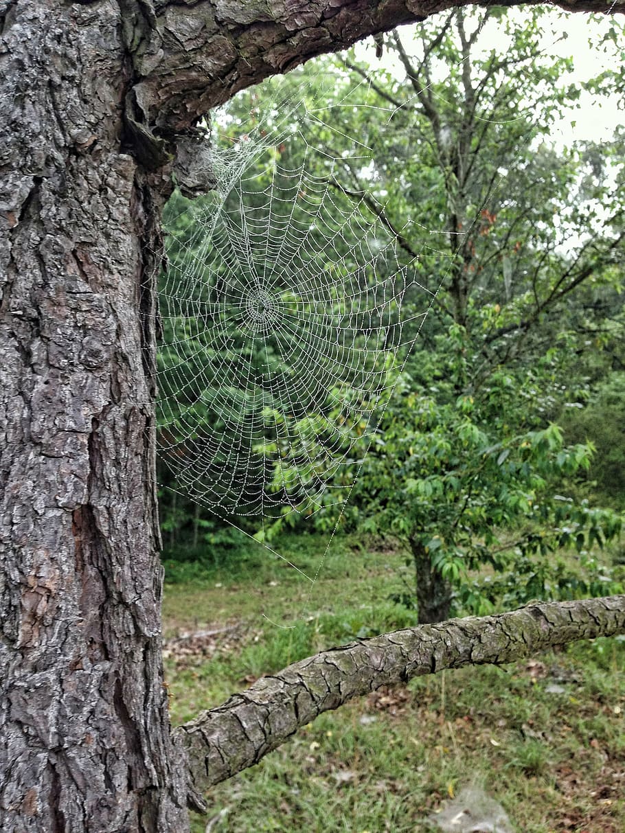 tree, spider web, leaves, branches, nature, trees, green, plant HD wallpaper