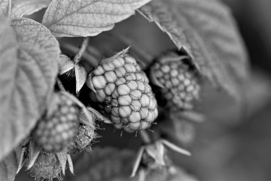Black And White, Raspberry, Fruit, Plant, nature, close, berries HD wallpaper