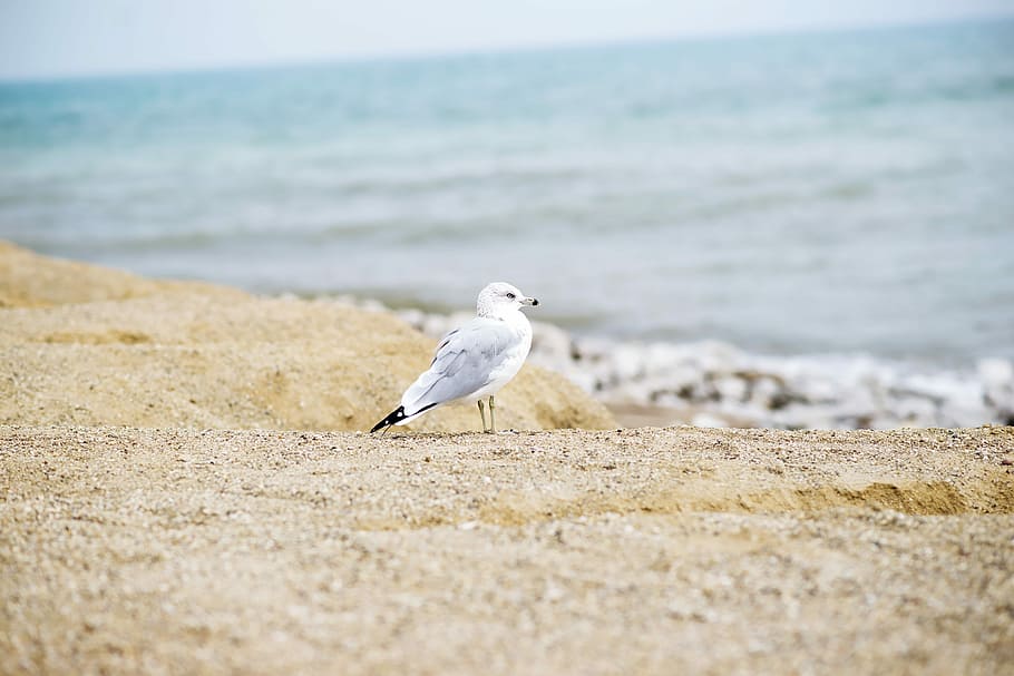 white seagull on seashore, white seagull bird on shore, beach HD wallpaper
