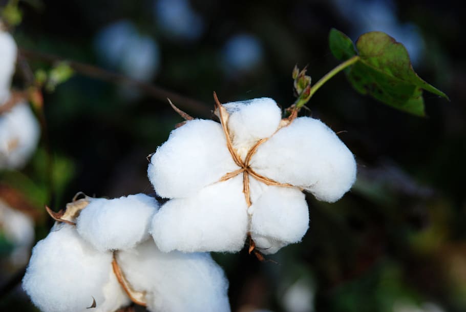 selective focus photography of cotton tree, Cotton Fields, Snow, HD wallpaper
