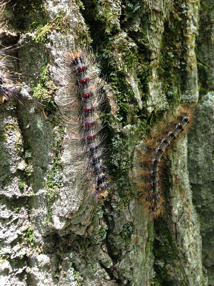 caterpillars, bugs, insects, pest, nature, wildlife, crawl HD wallpaper