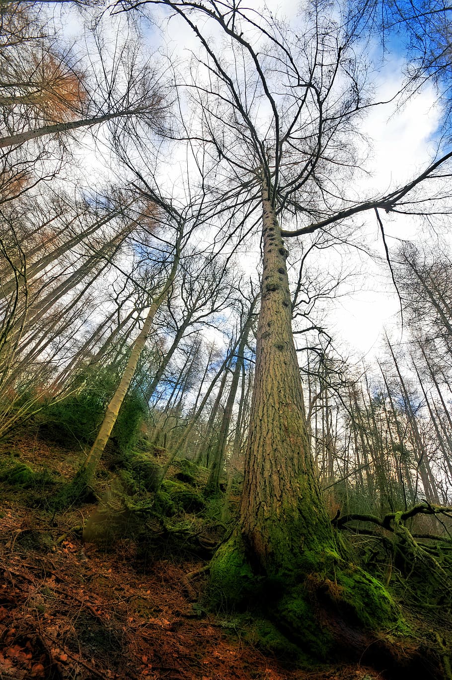 trees, forest, woods, grizedale, nature, landscape, light, fall HD wallpaper