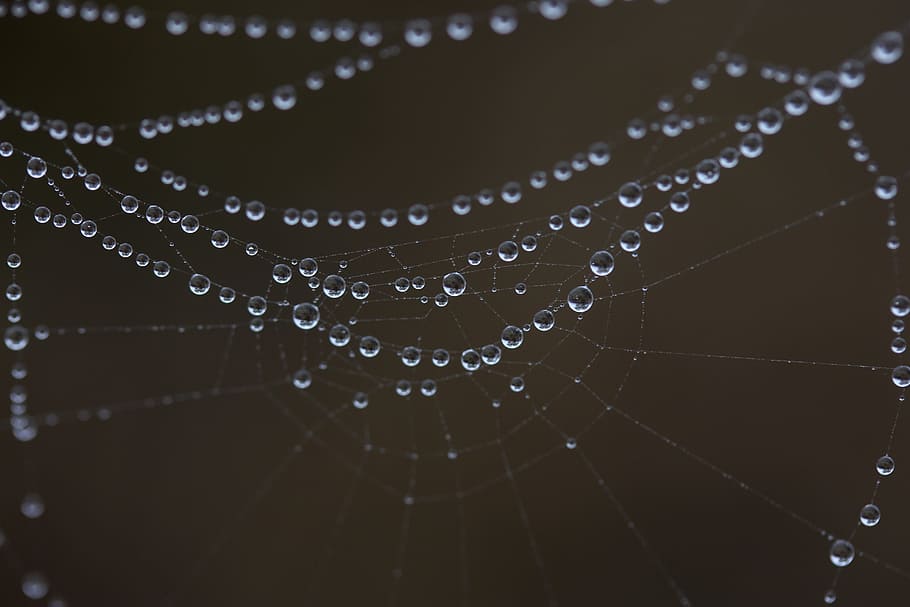 water drops on cobweb, spider web, wet, hooked, place, dew HD wallpaper