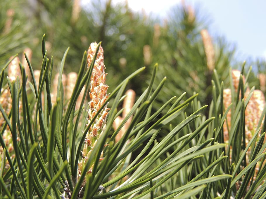 Needles, Incomplete, Tap, green, mountains, bush, nature, spring HD wallpaper