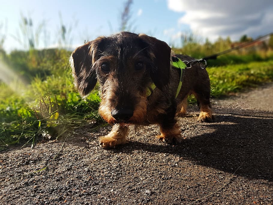 dachshund, dog, brown, cute, hound, adorable, outdoors, road, HD wallpaper