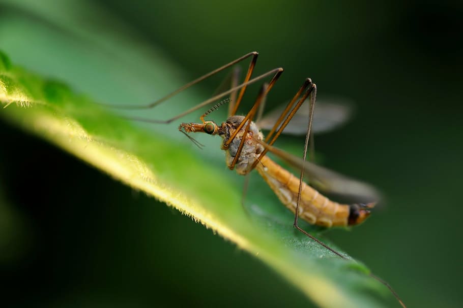 insect, macro, leaf, green, animal themes, animals in the wild HD wallpaper