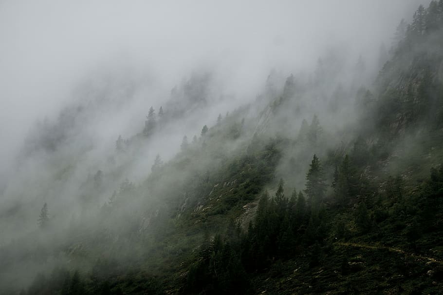 green leaf trees with fogs, trees on hill during foggy day, cloud, HD wallpaper