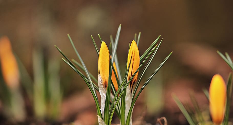 selective focus photography of yellow flower bud, Garden, Spring, Crocus HD wallpaper