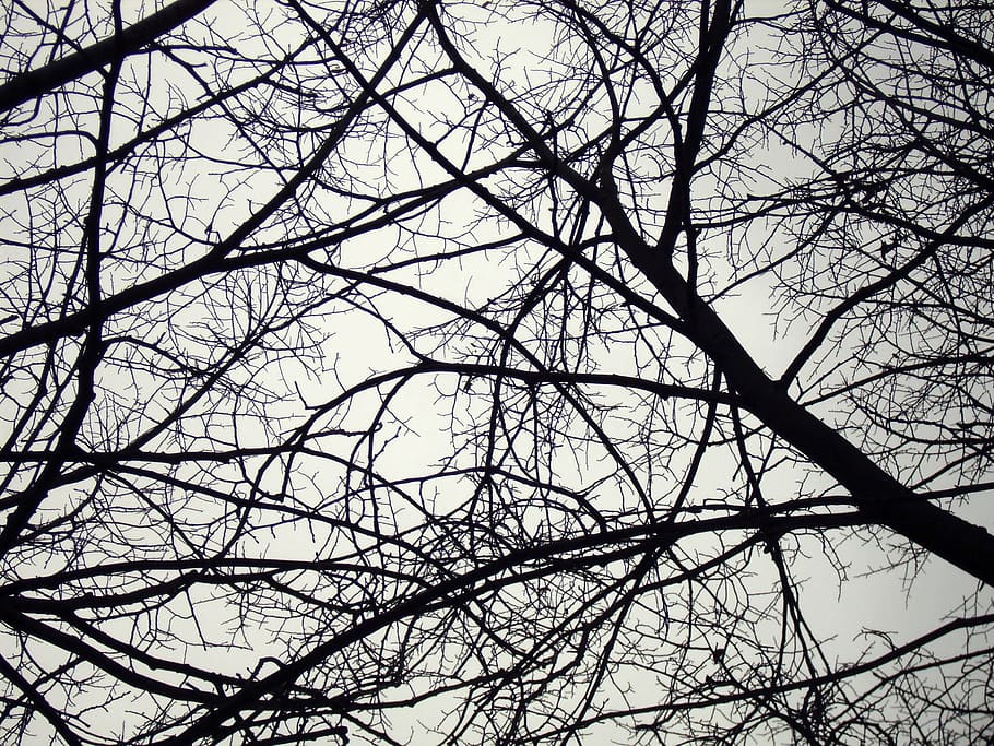 branches, tree, winter, sky, bare tree, low angle view, plant HD wallpaper