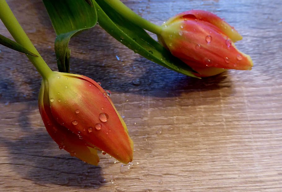 spring, tulips, salmon, yellow, drop of water, moist, public record HD wallpaper