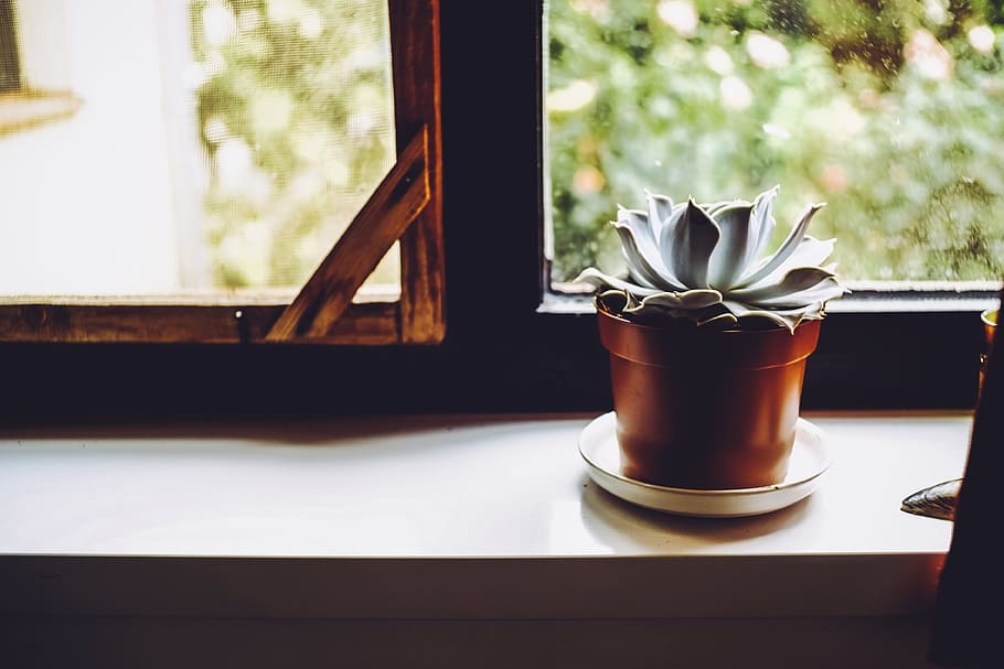 plant, cactus, decorative, green, flower, decoration, flora HD wallpaper