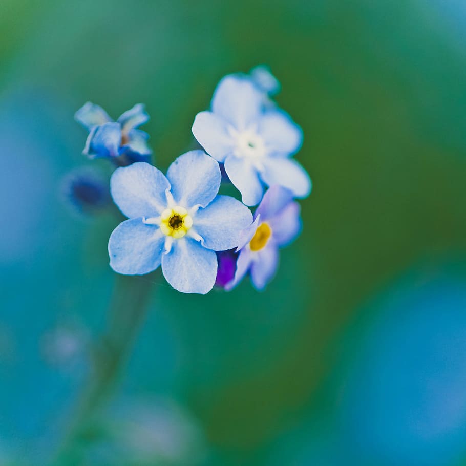 nature, flowers, blue, petals, bloom, blooming, blossom, blur HD wallpaper