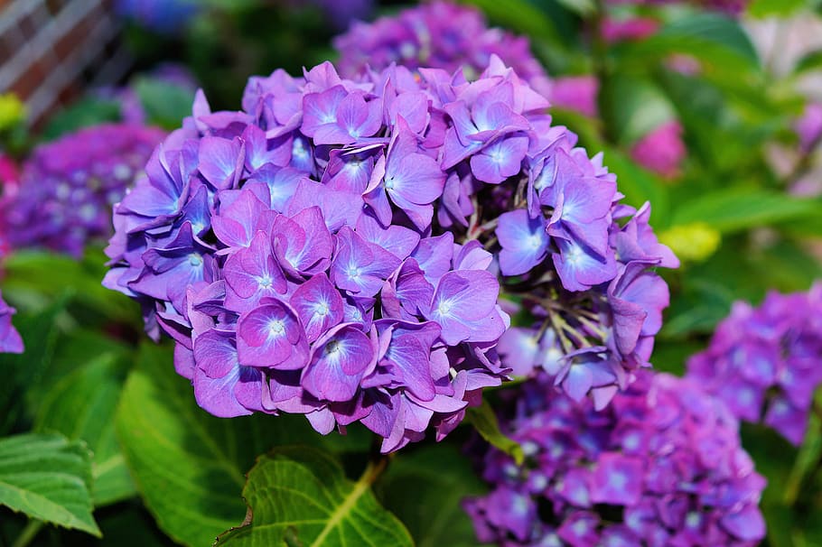 blooming purple flowers, hydrangea, inflorescence, hydrangea macrophylla HD wallpaper