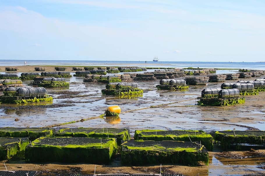 The Benefits of Aquaculture: How Fish Farming Helps to Preserve Wild Fish  Stocks