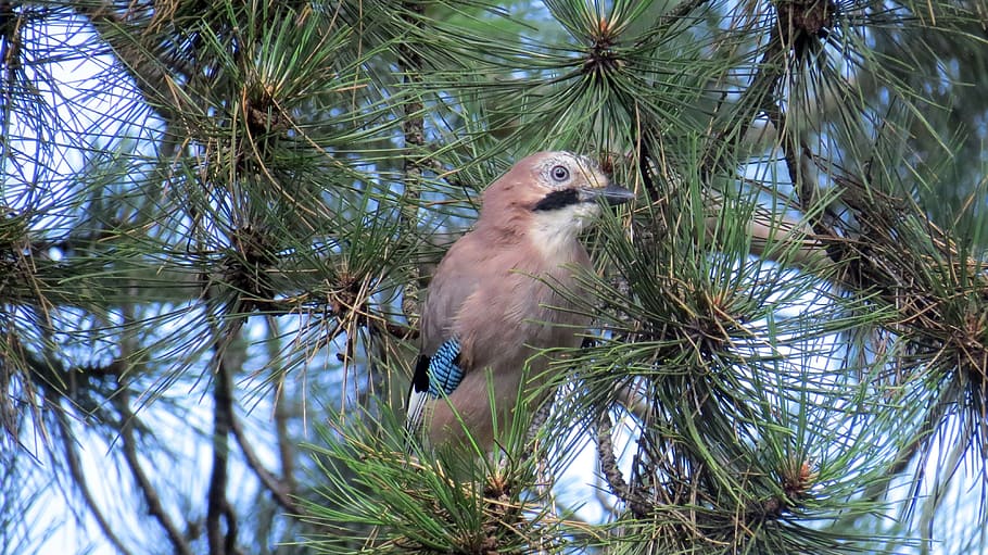 ptica, bird, nature, pine tree, animal, plant, animal themes HD wallpaper