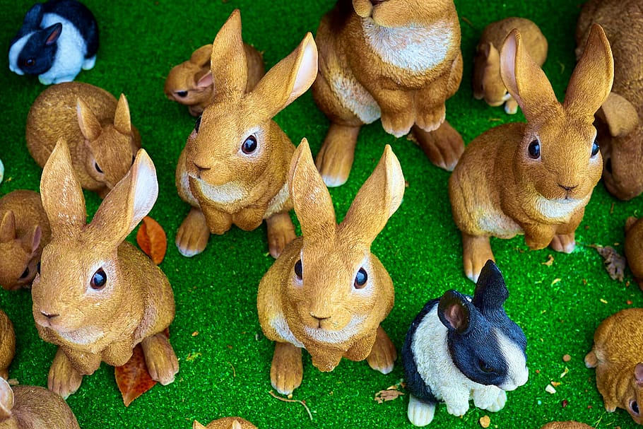 rabbits, bunny, easter, cute, animal, spring, white, pet, happy HD wallpaper