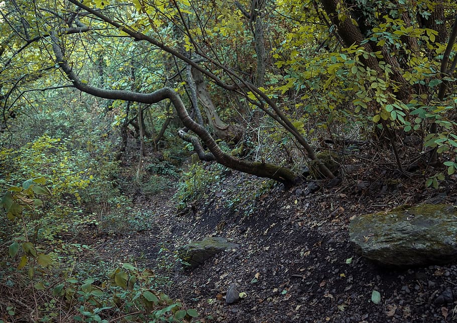 dark, autumn, forest, yellow, green, creepy, wood, leaves, outdoor HD wallpaper