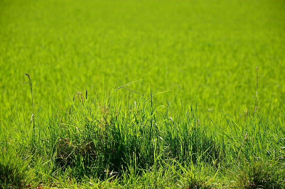 green grasses, Meadow, Cereals, Nature, field, blades of grass HD wallpaper
