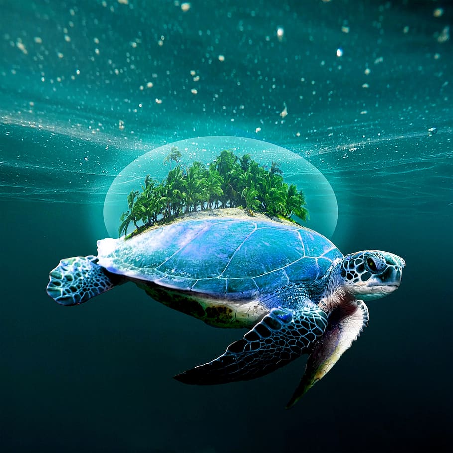 Turtle Wallpaper 4K Turquoise background Abstract 10560